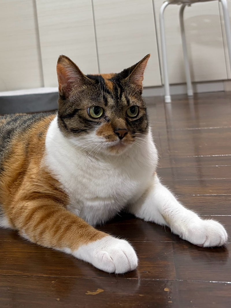 大切な家族として日々を見守る猫のピーちゃん
