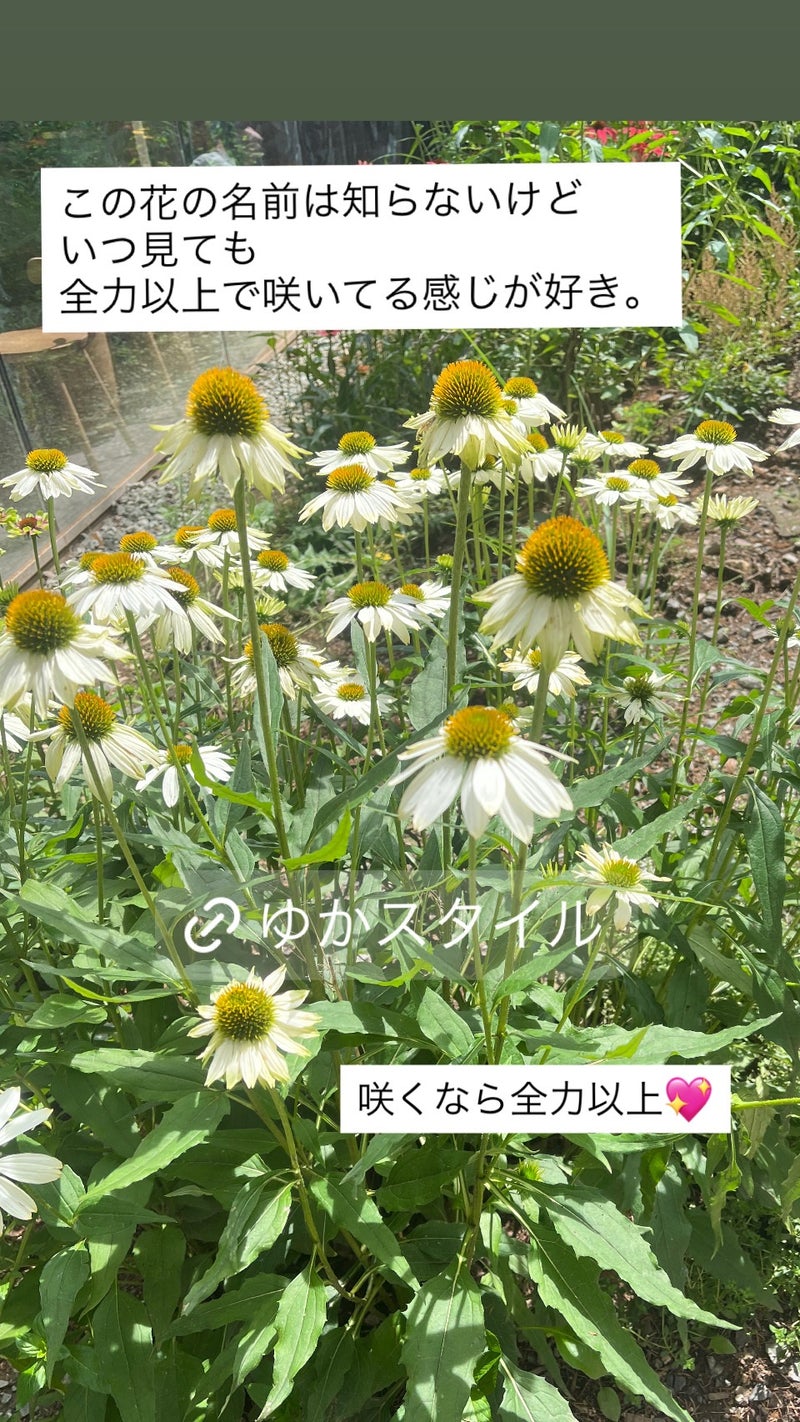 花びらを大きく広げて全力以上で咲く白い花