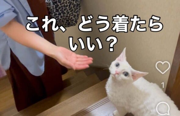 「これ、どう着たらいい？」という文字と白い猫