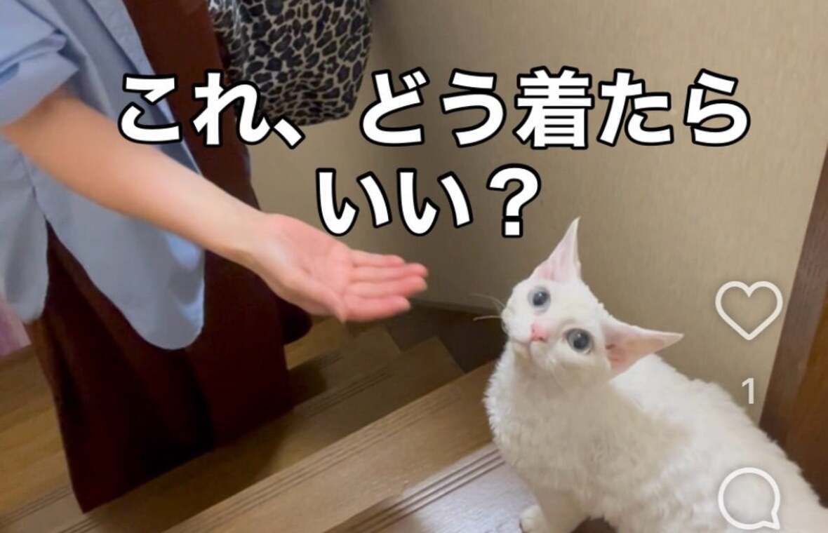 「これ、どう着たらいい？」という文字と白い猫