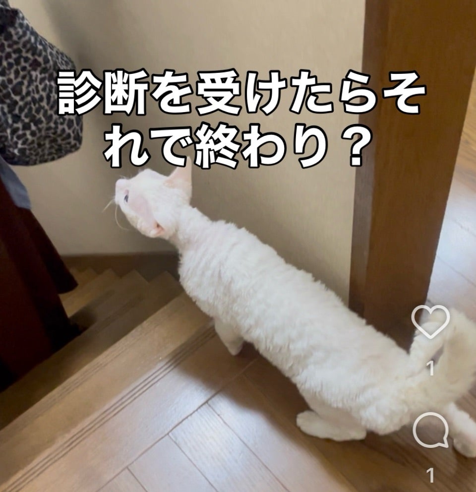 白い猫の写真に「診断を受けたらそれで終わり？」と書かれた画像