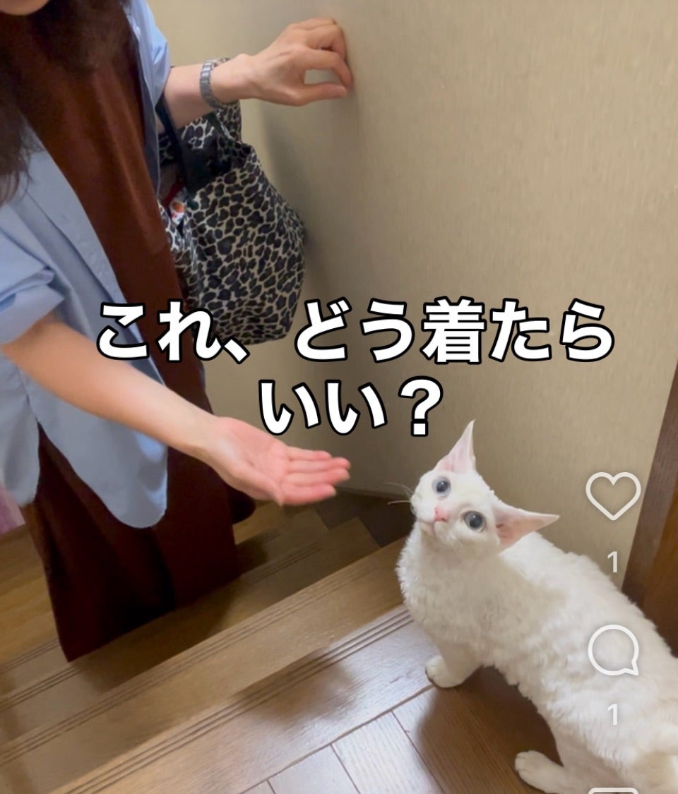 白い猫の写真に「これ、どう着たらいい？」と書かれた画像